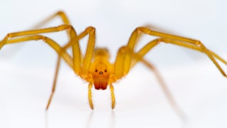 Chilean Recluse Spider