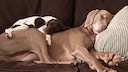 Two dogs are asleep on the couch.