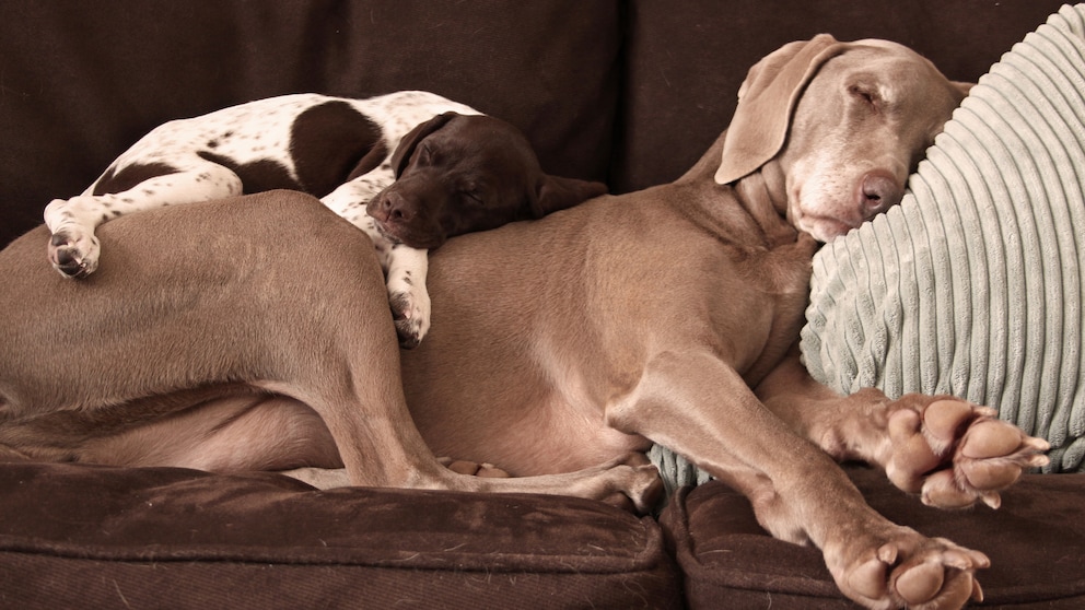 Two dogs are asleep on the couch.