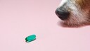 Dog Sniffs Pill