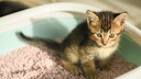 Small Cat Sits in Litter Box