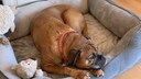 Dog Lies in a Dog Bed