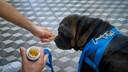 Dog Receives Vitamin D Supplements From Owner