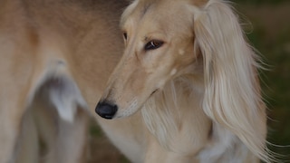 Saluki