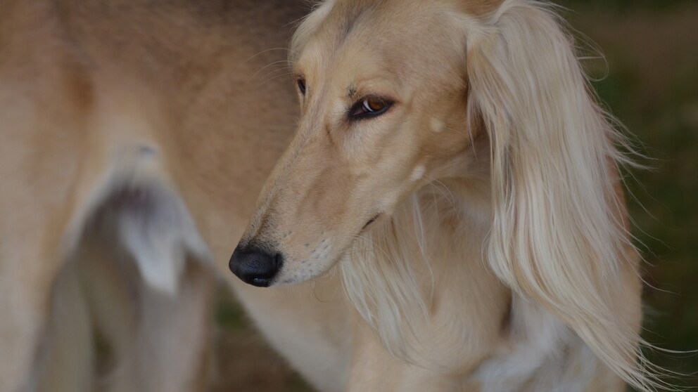 Saluki