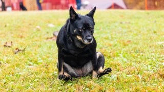 Dog rubs its bottom on the floor