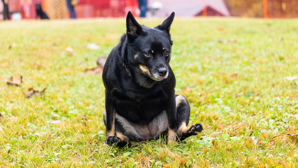Dog rubs its bottom on the floor