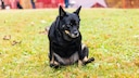 Dog rubs its bottom on the floor