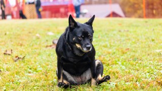 Dog rubs its bottom on the floor