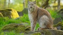 Lynx sitting in a German forest in spring