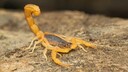 Indian Red Scorpion (Hottentotta tamulus)