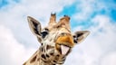 A giraffe sticks out its tongue.