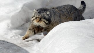 A Pallas's cat, also known as a manul, spotted in the snow on Mount Everest