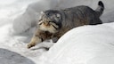 A Pallas's cat, also known as a manul, in the snow on Mount Everest