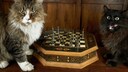 Two cats sitting in front of a chessboard