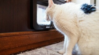 A cat from Walldorf stands in front of its cat flap, eager to go outside.
