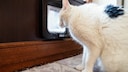 A cat from Walldorf stands in front of its cat flap, eager to go outside.