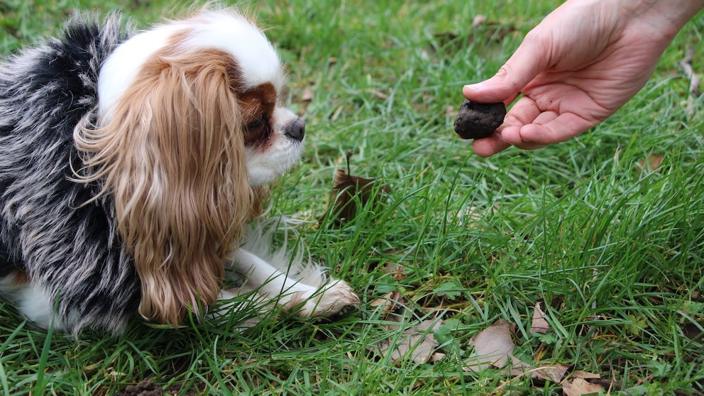 A truffle is held out to the Cavalier King Charles Spaniel "Minnie" at a VHS course for truffle hunting with dogs