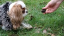 A truffle is held out to the Cavalier King Charles Spaniel "Minnie" at a VHS course for truffle hunting with dogs