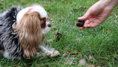 A truffle is held out to the Cavalier King Charles Spaniel "Minnie" at a VHS course for truffle hunting with dogs