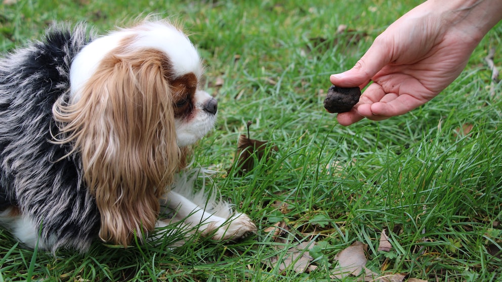 A truffle is held out to the Cavalier King Charles Spaniel "Minnie" at a VHS course for truffle hunting with dogs