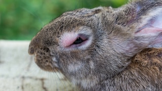 A rabbit is showing clear symptoms of myxomatosis.