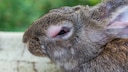 A rabbit is showing clear symptoms of myxomatosis.