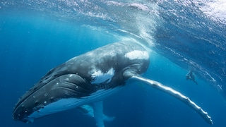 Humpback whale under water with diver in the background