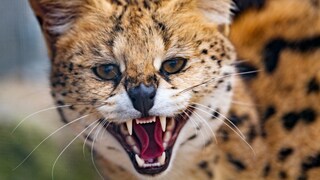 The sad story of Amiry the serval is making waves online. On the internet, he is already being called the "Cocaine Cat." (Stock photo)