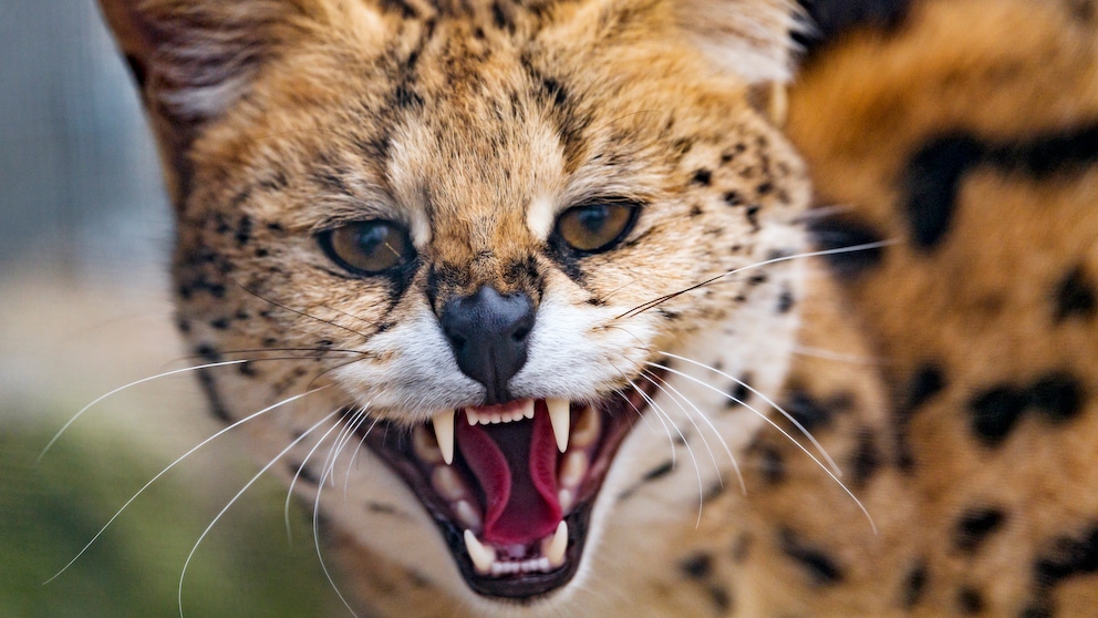 The sad story of Amiry the serval is making waves online. On the internet, he is already being called the "Cocaine Cat." (Stock photo)