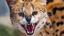 The sad story of Amiry the serval is making waves online. On the internet, he is already being called the "Cocaine Cat." (Stock photo)