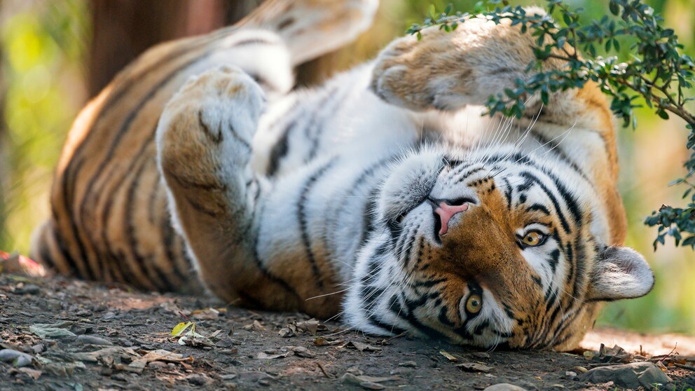 Young Tigress Lies on Her Back