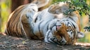 Young Tigress Lies on Her Back