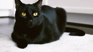 The Hessian State Theater faced criticism after it planned to use a real cat in a production (stock photo).