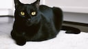 The Hessian State Theater faced criticism after it planned to use a real cat in a production (stock photo).