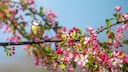 Blue tit on a blooming cherry tree branch in spring