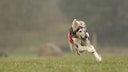 Dog With Muzzle Runs