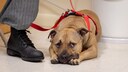 Dog on Leash Lies on the Ground