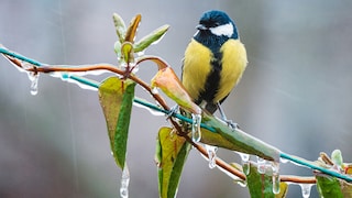 When it rains, garden birds usually seek out hiding places to avoid getting wet