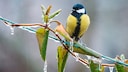 When it rains, garden birds usually seek out hiding places to avoid getting wet