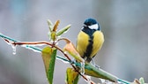 When it rains, garden birds usually seek out hiding places to avoid getting wet