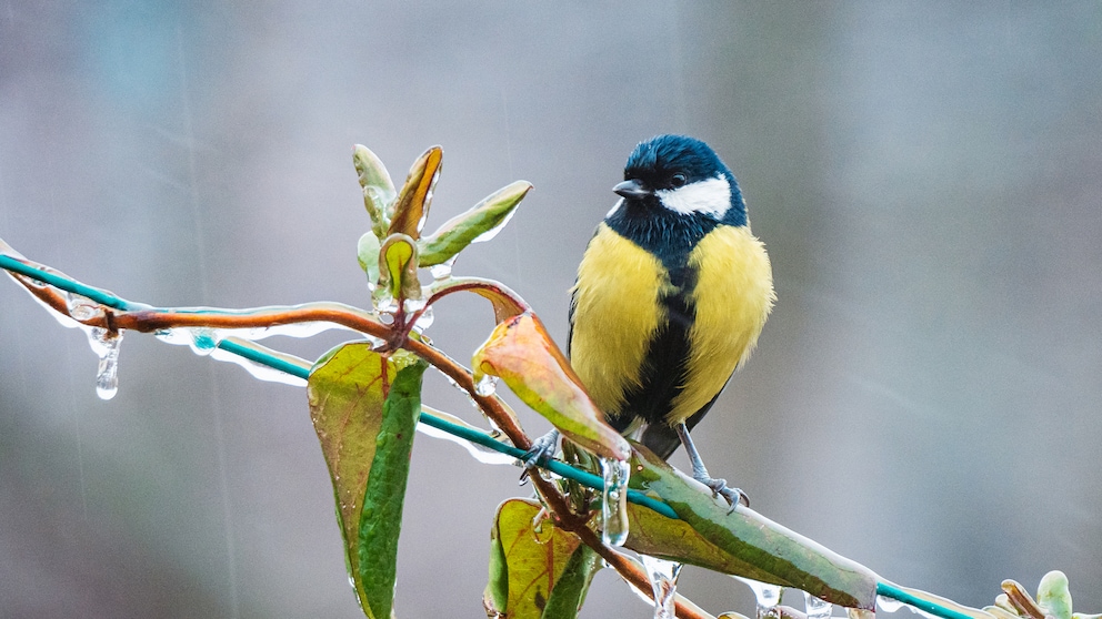 When it rains, garden birds usually seek out hiding places to avoid getting wet