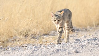 A Wildcat in Namibia