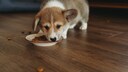 When choosing high-quality dog food, always ensure that it does not contain any slaughterhouse waste.