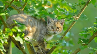 European Wildcat