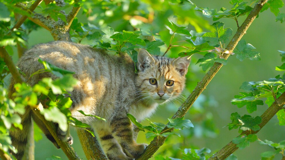 European Wildcat