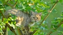 European Wildcat