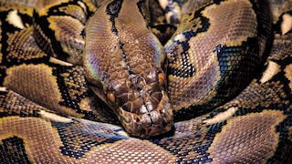 Reticulated python (Python reticulatus)