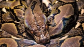 Reticulated python (Python reticulatus)