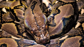 Reticulated python (Python reticulatus)